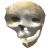 Splartaan